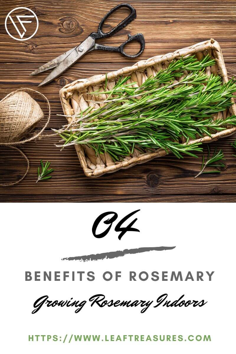 benefits of rosemary plant indoors
